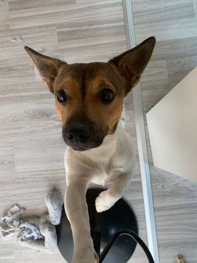 Die besten Hundeblicke 🐾❤️-Beitrag-Bild