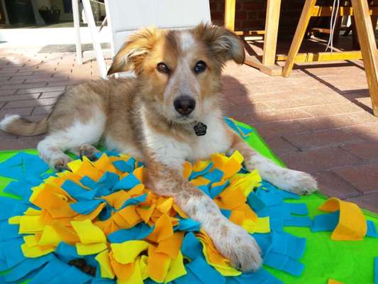 Auslandstierschutz-Beitrag-Bild