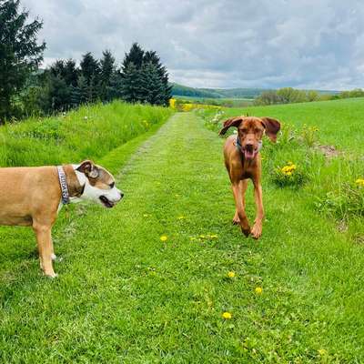 Hundetreffen-Gassirunde-Bild