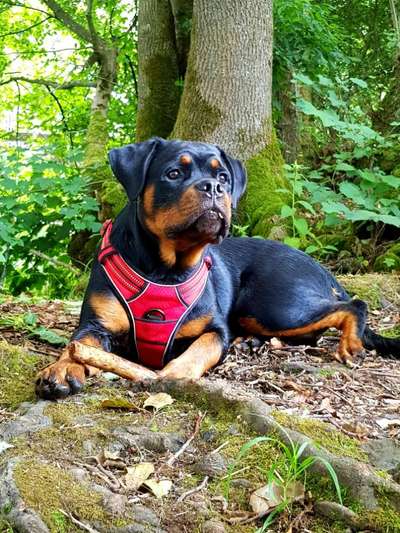 Fotochallenge No. 26                                     Wald und Wiese-Beitrag-Bild