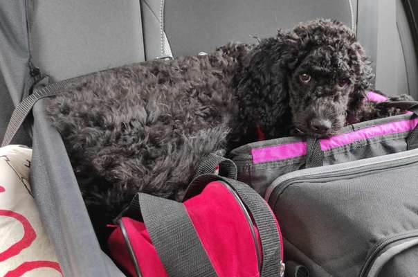 Die Dogorama Wochen Challenge-Beitrag-Bild