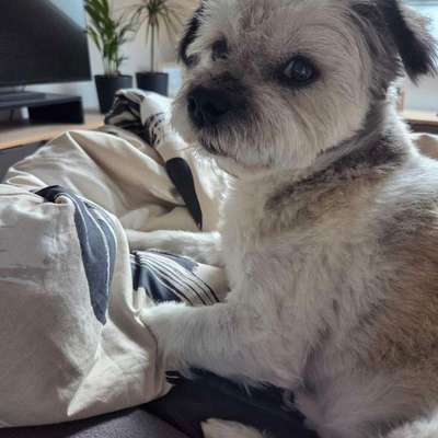 Hundetreffen-Hundetreffen-Bild