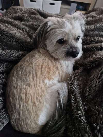 Fellpflege-Beitrag-Bild