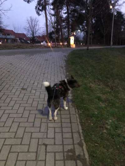 Akita Inu/American Akita (Mix) halter.-Beitrag-Bild