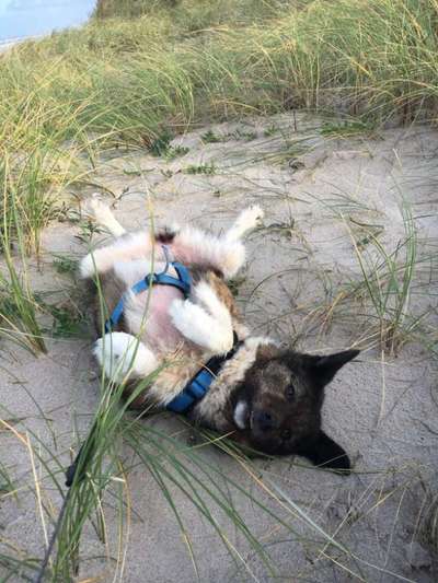 Akita Inu/American Akita (Mix) halter.-Beitrag-Bild