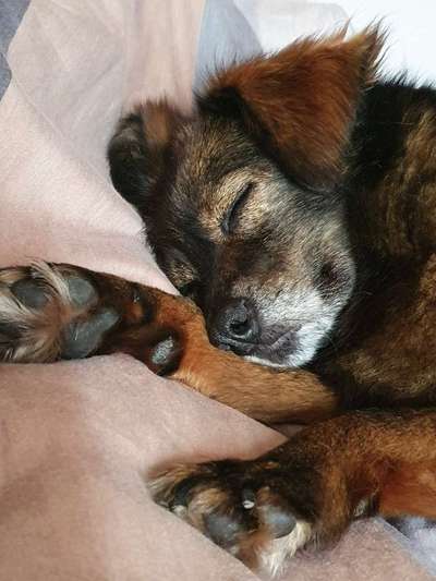 Die Dogorama Kalender Challenge 4/4-Beitrag-Bild