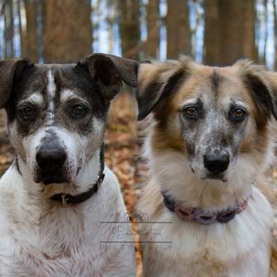 Hundetreffen-Gemeinsam Spazieren-Bild