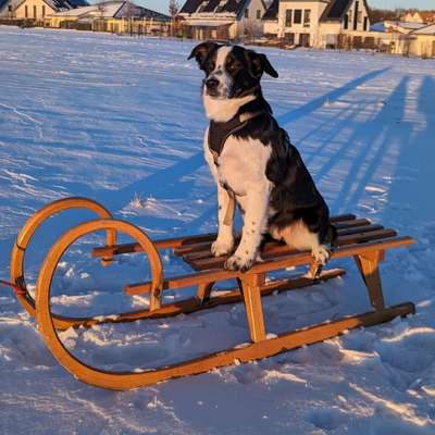 Hundetreffen-Treff in Siebeneichen-Bild