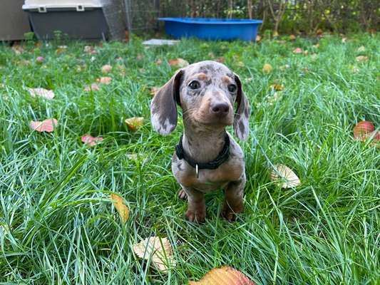 Hundetreffen-Welpentreffen Frankfurt-Bild