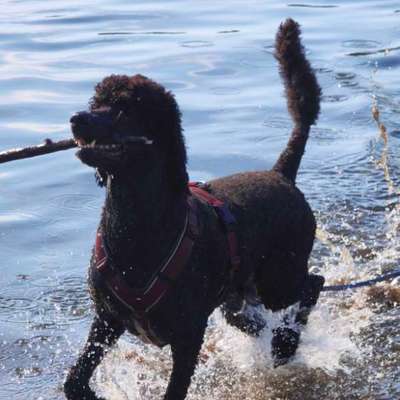 Hundetreffen-Gassi Kumpel-Bild