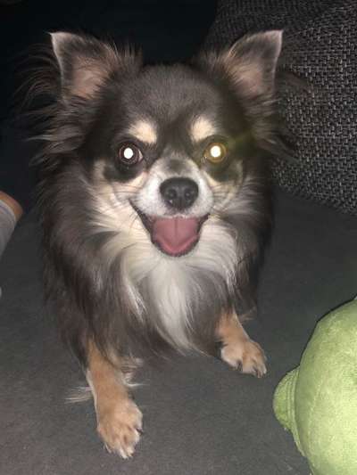 Lachen😀 eure Hunde auch so gerne😂-Beitrag-Bild