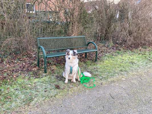 Hundetreffen-Gassirunde, Training, Spielkamerad-Bild