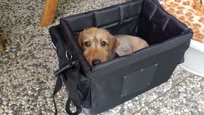 Hundetreffen-Gassirunde-Bild