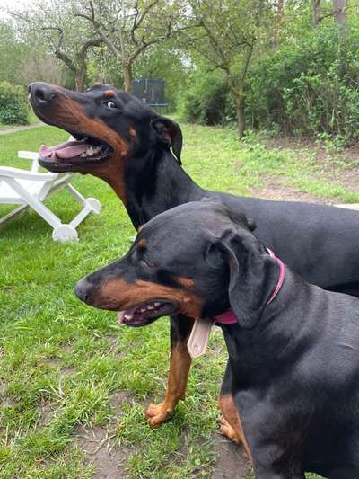 Rassen und ihre Eigenschaften-Beitrag-Bild