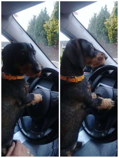 Warum liebst du deinen Hund?-Beitrag-Bild