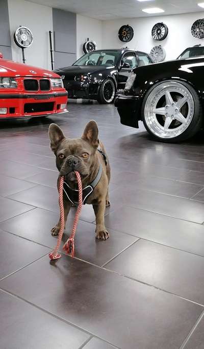 Französische Bulldoggen-Beitrag-Bild