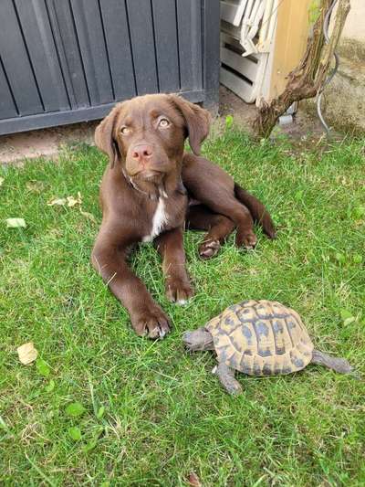 Aussiedors oder Leopard Labrador Gruppe-Beitrag-Bild