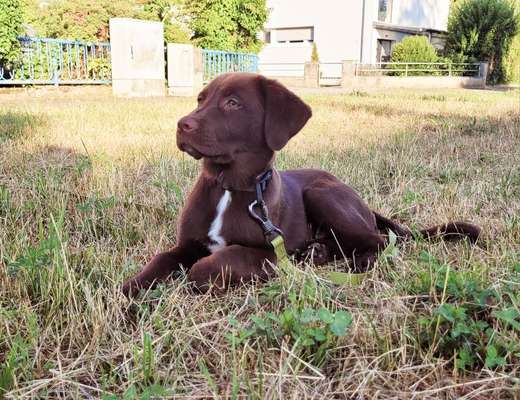 Aussiedors oder Leopard Labrador Gruppe-Beitrag-Bild