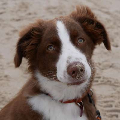 Hundetreffen-Spaziergänge um die Mittagszeit