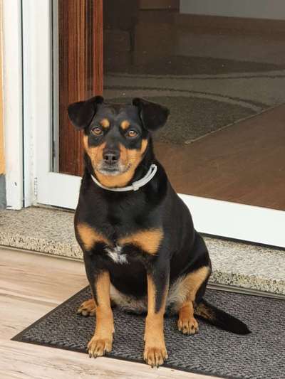 Auslandstierschutz-Beitrag-Bild