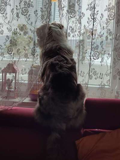 Postet das beste Foto von euren 4 beinern-Beitrag-Bild