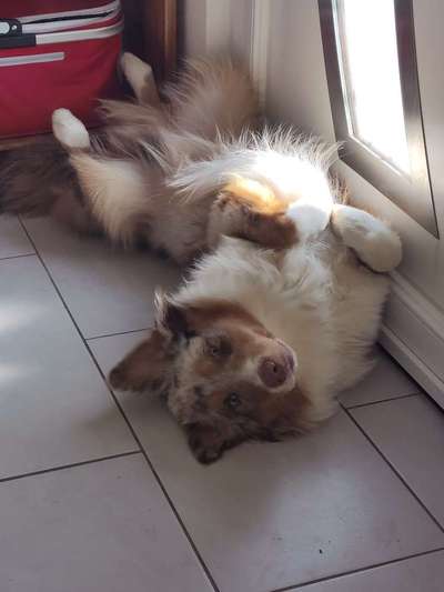 Postet das beste Foto von euren 4 beinern-Beitrag-Bild