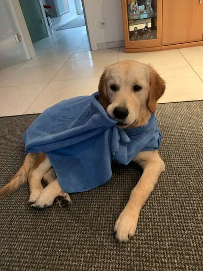 Wo sind die Golden Retriever Liebhaber?-Beitrag-Bild