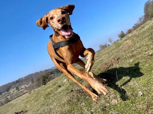 Zeigt mal die schönsten Bilder von euren Hunden !-Beitrag-Bild