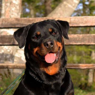 Stella's Profilbild