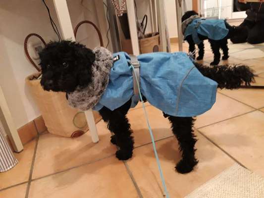 Alles rund um den Pudel-Beitrag-Bild