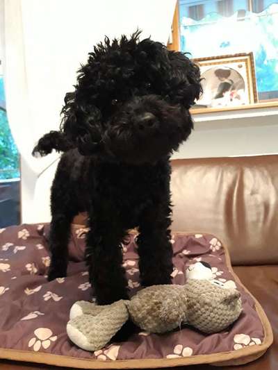 Alles rund um den Pudel-Beitrag-Bild