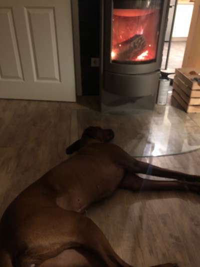 Rhodesian Ridgeback-Beitrag-Bild