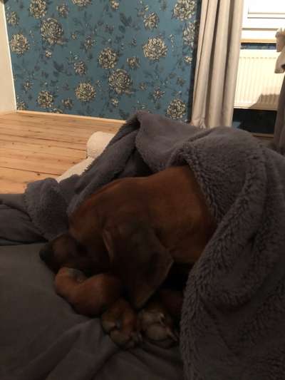 Rhodesian Ridgeback-Beitrag-Bild