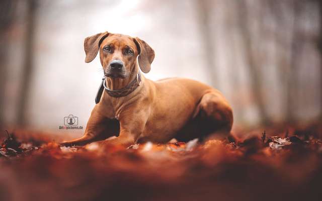 Rhodesian Ridgeback-Beitrag-Bild