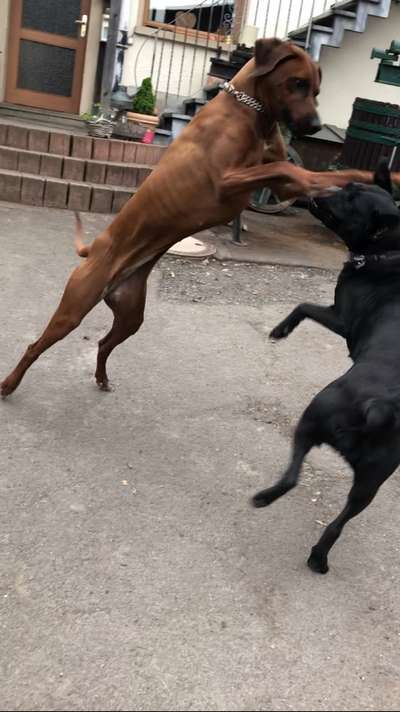 Rhodesian Ridgeback-Beitrag-Bild