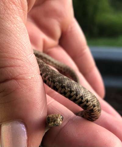 Rhodesian Ridgeback-Beitrag-Bild