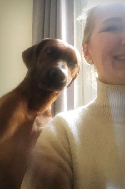 Rhodesian Ridgeback-Beitrag-Bild