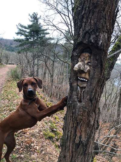 Rhodesian Ridgeback-Beitrag-Bild