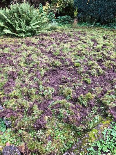 Rhodesian Ridgeback-Beitrag-Bild