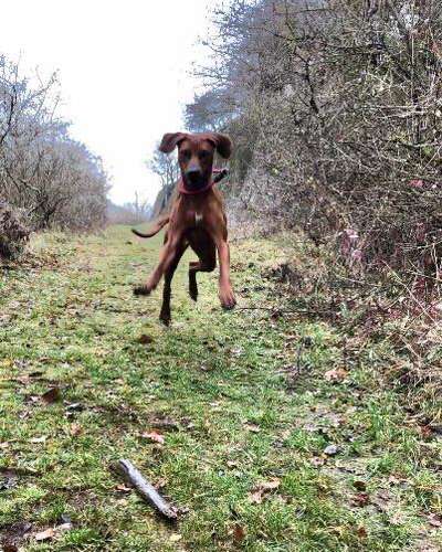 Rhodesian Ridgeback-Beitrag-Bild