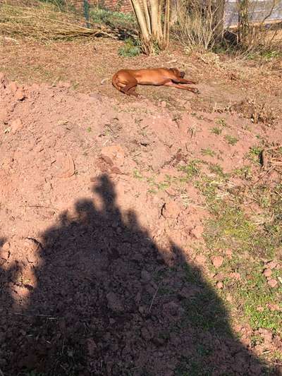 Rhodesian Ridgeback-Beitrag-Bild