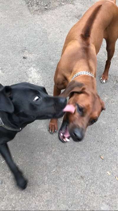 Rhodesian Ridgeback-Beitrag-Bild