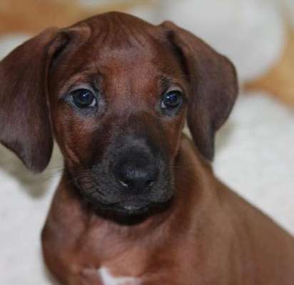 Rhodesian Ridgeback-Beitrag-Bild