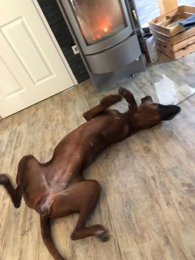 Rhodesian Ridgeback-Beitrag-Bild