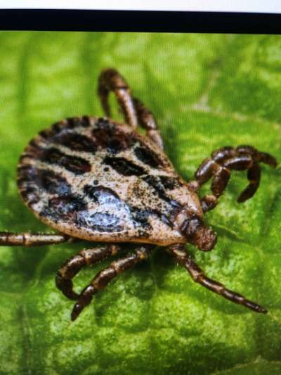 Rhodesian Ridgeback-Beitrag-Bild