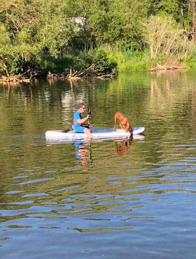 Rhodesian Ridgeback-Beitrag-Bild