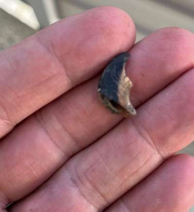 Rhodesian Ridgeback-Beitrag-Bild