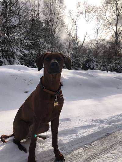 Rhodesian Ridgeback-Beitrag-Bild