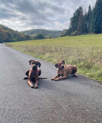 Rhodesian Ridgeback-Beitrag-Bild