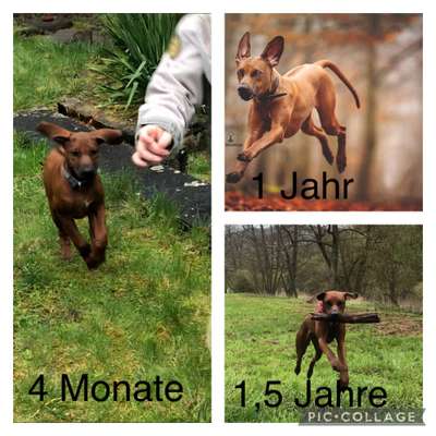 Rhodesian Ridgeback-Beitrag-Bild